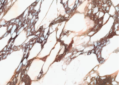 I NATURALI – CALACATTA VIOLA POLI